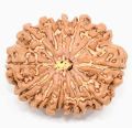 11 Mukhi Rudraksha Original/11 face rudraksha Original. 