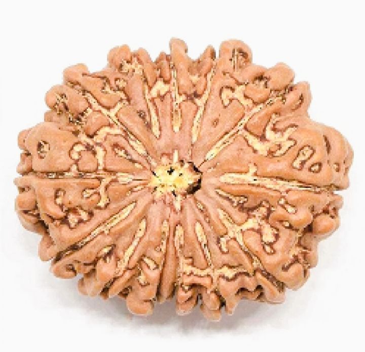 11%20Mukhi%20Rudraksha%20Original/11%20face%20rudraksha%20Original%20-%20Image%205