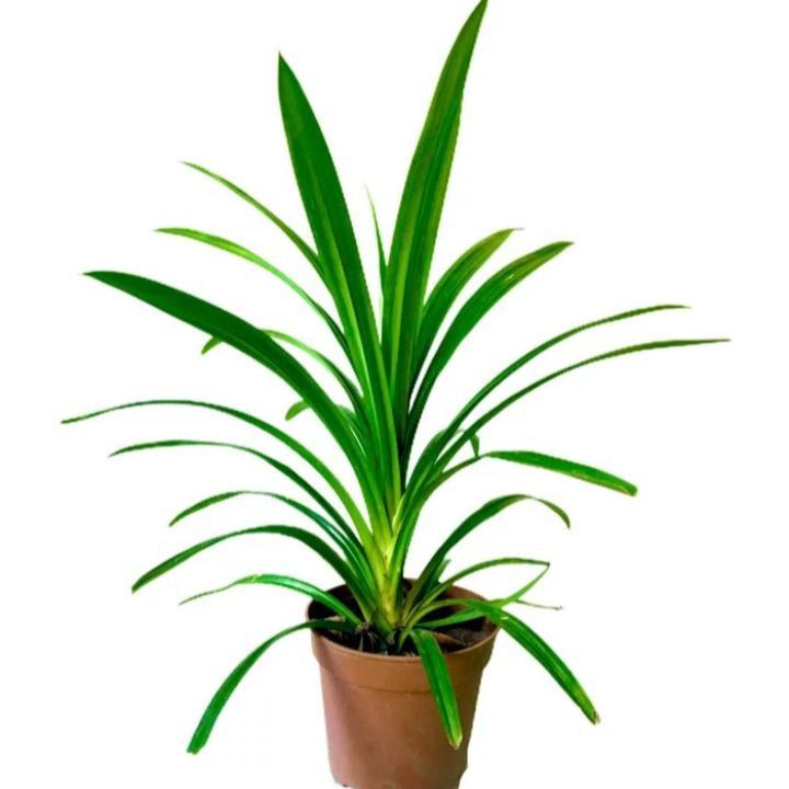 Rampe%20leaf%20plant%20-%20Image%204