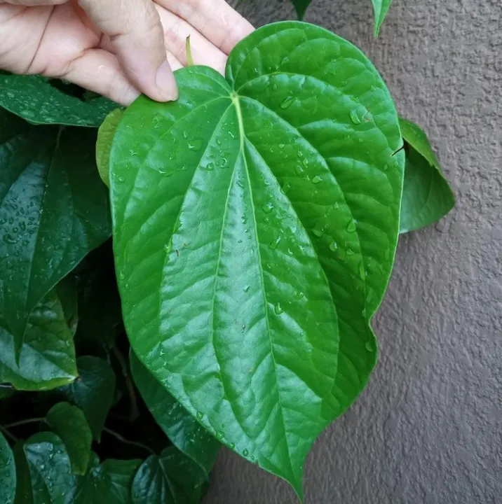 Heyleys Betel 11:09:09:03 NPK Fertilizer High Quality Bulath Pohora ...