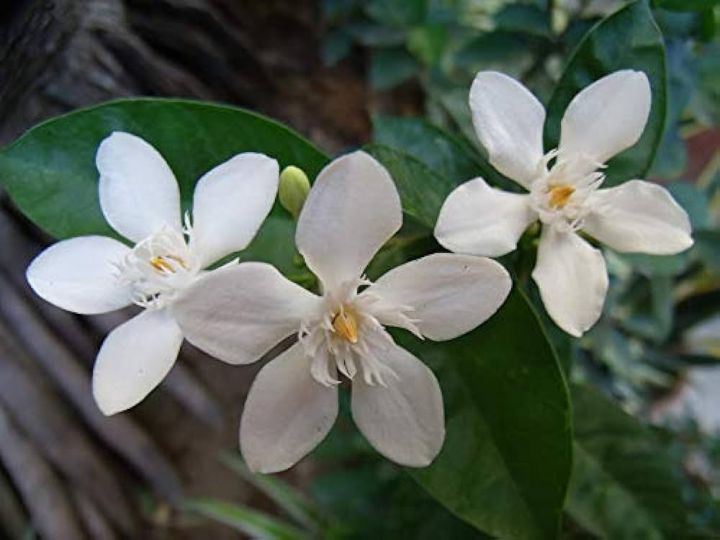 pichchu%20mali%20plants%20/%20mali%20flower%20plants%20-%20Image%202