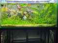 Leopard vallisneria Plant for aquarium, Planted Tank, Aquascaping. 
