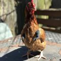 5-1PCS Chicken Giant Arm Decoration Pet Toy Dinosaur Forelimbs Fun Decoration Fighting Chicken Muscle Arm Chicken Accessories. 