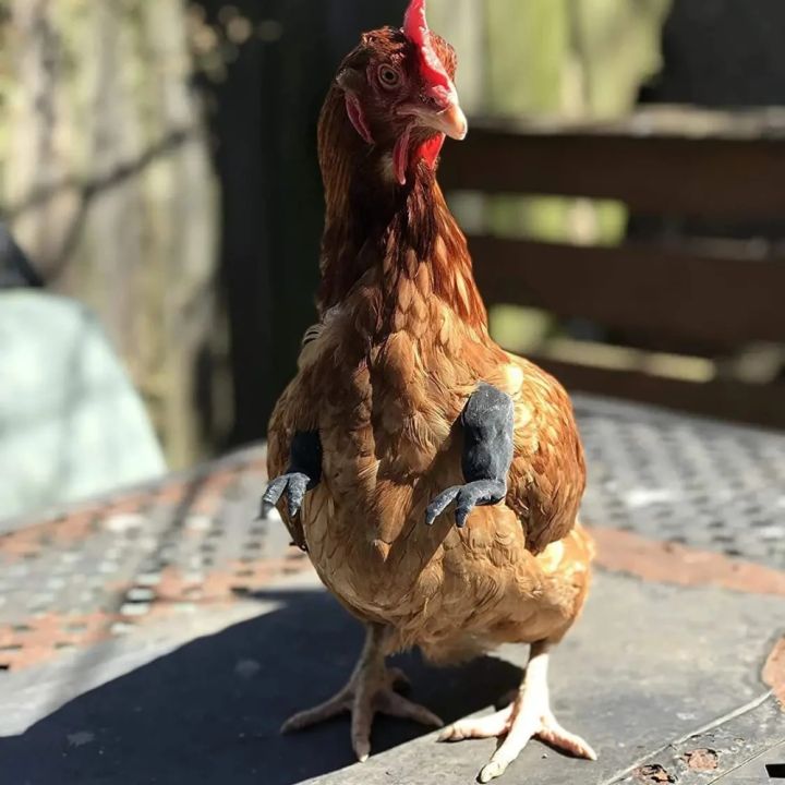 5-1PCS%20Chicken%20Giant%20Arm%20Decoration%20Pet%20Toy%20Dinosaur%20Forelimbs%20Fun%20Decoration%20Fighting%20Chicken%20Muscle%20Arm%20Chicken%20Accessories%20-%20Image%205