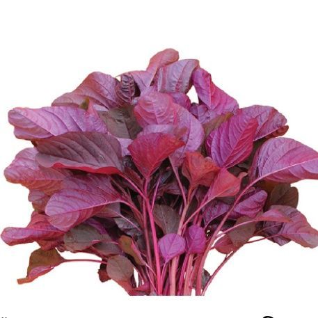 Deshi%20Lal%20Shak%201000%20+%20pcs%20Seed%20-%20Image%203