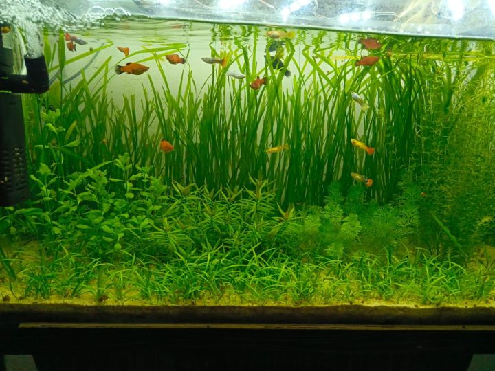 Beige%20sand%20(skin%20sand)%20for%20Aquarium,%20live%20plants,%20fish,%20freshwater%20tank%20and%20resin%20art%20or%20garden%20decoration%20-%20Image%207