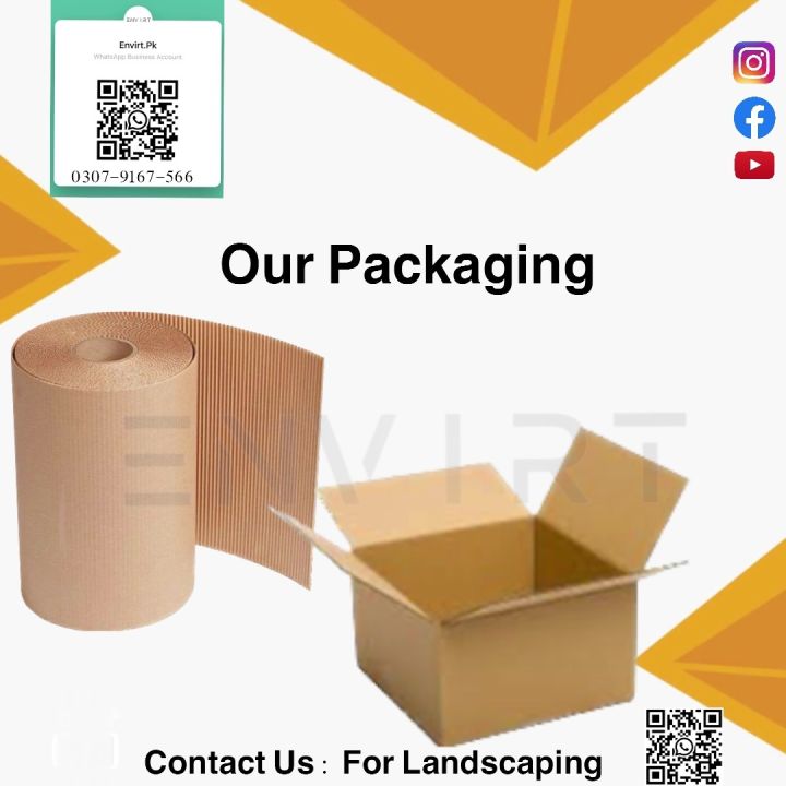 live%20Kangi%20palm%20plant,%20size:%203%20feet%20%7C%20Sago%20Palm%20plant,%20Cycas%20revoluta%20plant%20With%20pot%20%7C%20indoor%20plants%20%7C%20Real%20Kangi%20Palm%20%7C%20Plant%20Parlour%20-%20Image%203