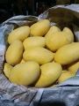 Sindhri Mango 🥭 Export Quality. 