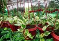 Money Plant ,  (n joy money plant ) , Lawn, & Garden , Money plant real, live plant money. 