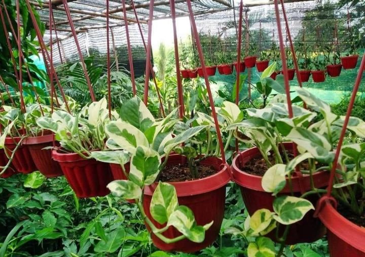 Money Plant ,  (n joy money plant ) , Lawn, & Garden , Money plant real, live plant money