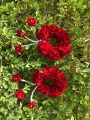 Artificial Flower Hand Gajra In Velvet Fabric With Elegant white pearl's. 