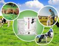 Adult Cow Feed Powder (1 Kg)- Milk Booster- PR | For Better Health, FCR & Improves Milk productivity in Cow & Buffalo, Sheep and Goat. 