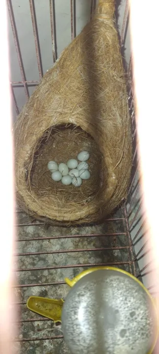 Bird%20Nest%20for%20love%20bird(small)%20-%20Image%206