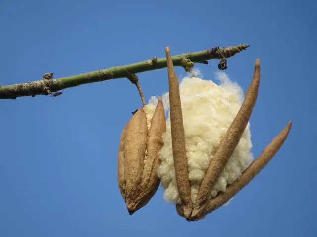 100%25%20Original%20Shimul%20Tula%20Without%20Seed%20(2%20KG)%20-%20Image%204