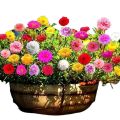 Gul e Dopehri/Dophair Botti/Portulaca /Moss Rose/Fresh 40 Cuttings in 4 Different colors. 