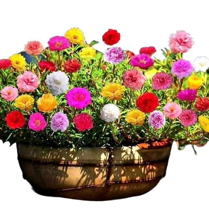 Gul e Dopehri/Dophair Botti/Portulaca /Moss Rose/Fresh 40 Cuttings in 4 Different colors