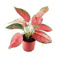 Aglonema Plant/ Indoor Plants pack- 4 plants. 