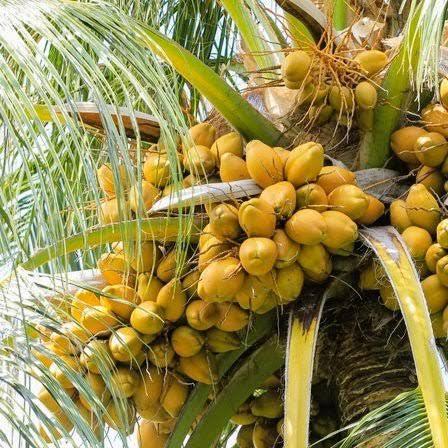 Refined%20Coconut%20Oil,%20(%20100%20ml%20).%20%20Original%20Product,%20Made%20in%20India.%20-%20Image%204