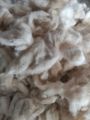 Cotton fiber. 