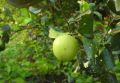 srilankan apple / Ilanthai plants / indian jujube plants. 