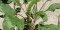 Amaranth greens. 