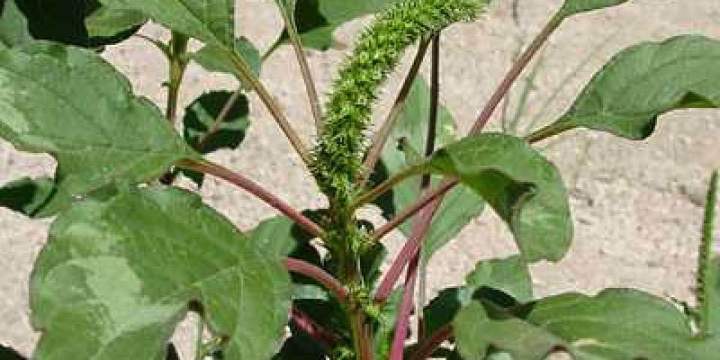 Amaranth%20greens%20-%20Image%203