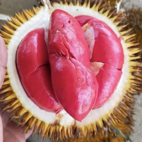 Rathu%20durian%20red%20durian%20very%20rare%20plant%20red%20king%20of%20fruits%20red%20banyuwangi%20durian%20plant%20-%20Image%205