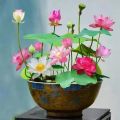 100% Guaranty global best quality (পদ্মফুল)water lily(Lotus) Bonsai seeds -5pcs.