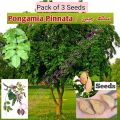 (Pack of 3) Sukh chain tree seeds, indian beach, Pongamia Pinnata. 