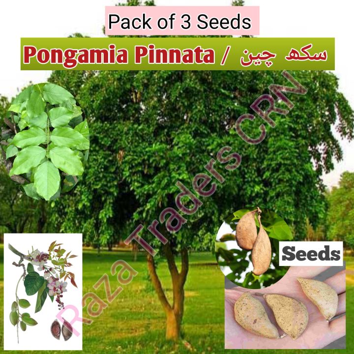 (Pack%20of%203)%20Sukh%20chain%20tree%20seeds,%20indian%20beach,%20Pongamia%20Pinnata%20-%20Image%203