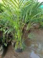 Golden Palm 🌴 plant ornamental About 2 feet Size ornamental indoor. 