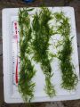 Guppy Grass / Naja grass aquatic plant, aquarium low tech plant decor. 