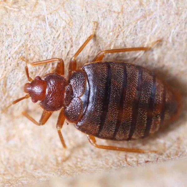 Bed%20Bug%20Treatment%20/%20Pest%20Control%20per%20room%20-%20Image%203