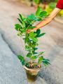 Atro Batro the most Fragrant Plant in World Ever! | Big size Original Atro batro Plant with Pot  | Not seeds | Live Atro batro | Artabotrys hexapetalus plant with pot | Plant Parlour. 