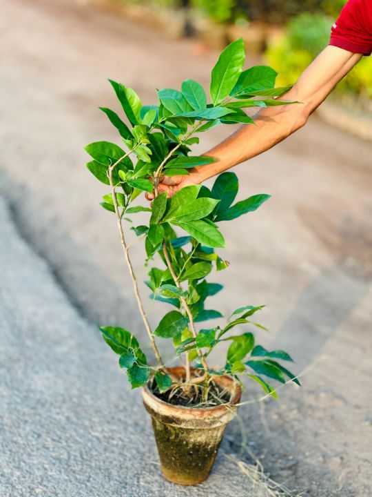 Atro%20Batro%20the%20most%20Fragrant%20Plant%20in%20World%20Ever!%20%7C%20Big%20size%20Original%20Atro%20batro%20Plant%20with%20Pot%20%20%7C%20Not%20seeds%20%7C%20Live%20Atro%20batro%20%7C%20Artabotrys%20hexapetalus%20plant%20with%20pot%20%7C%20Plant%20Parlour%20-%20Image%203