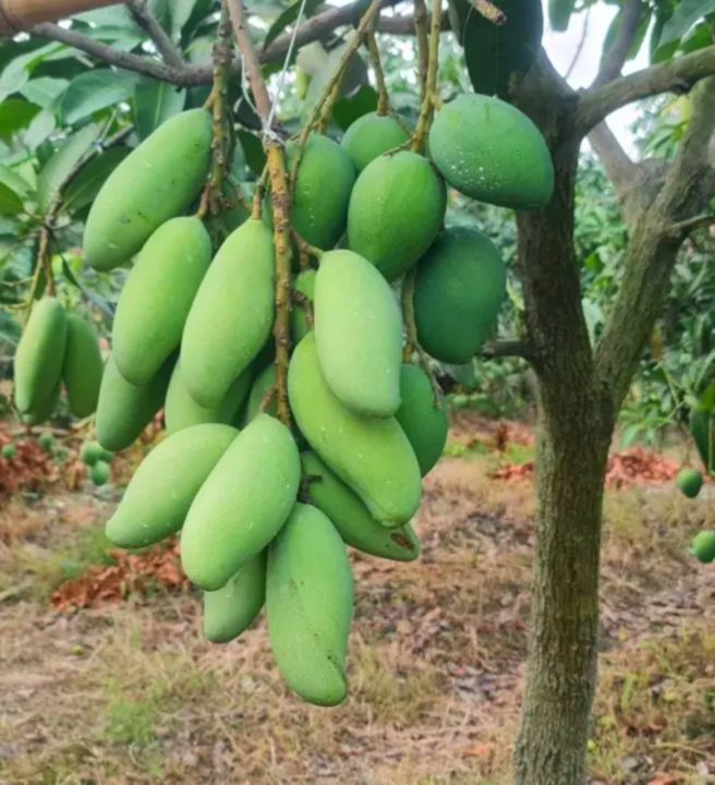 Baro%20mashi%20katimon%20aam%20gach%201ps%20shah%20agro%20farm%20garden%20plants%20all%20season%20katimon%20mango%20tree%201ps%20-%20Image%205