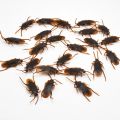 Special Lifelike Model Simulation Fake Cock Cockroach Roach Bug Roaches Toy Prank Funny Trick Joke Toys April Fools Prank.