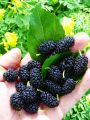 Healthy Mulberry Plant | Easy to Grow Fruit Plant. 