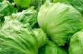 Ice berg lettuce F1 seeds hybrid. 