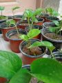 Money plant. 