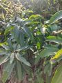 DESI Mango plant about 2 feet size Best quality. 