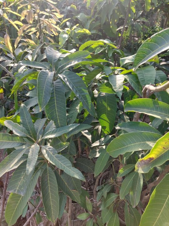 DESI%20Mango%20plant%20about%202%20feet%20size%20Best%20quality%20-%20Image%202