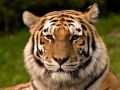Santa Barbara 3D Embroidered Tiger Leather Phone Case Protective Back Cover For iPhone 13 Pro Max. 