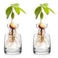 Two-piece Avocado Seed Starter Vase - Grow Your Own Avocado Tree Unique Glass Planting Pot for Gardening Lovers Start Your Green.