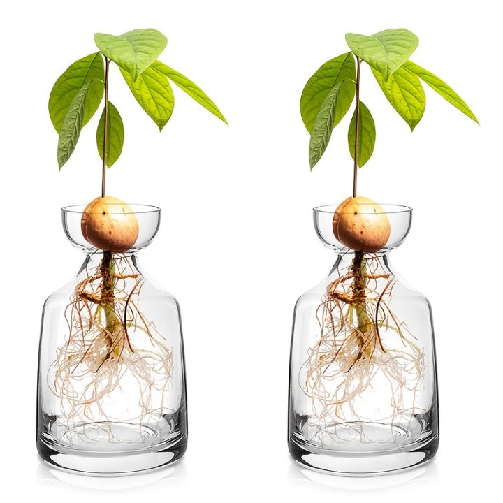 Two-piece Avocado Seed Starter Vase - Grow Your Own Avocado Tree Unique Glass Planting Pot for Gardening Lovers Start Your Green
