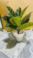 1 feet important high quality floor plant. 