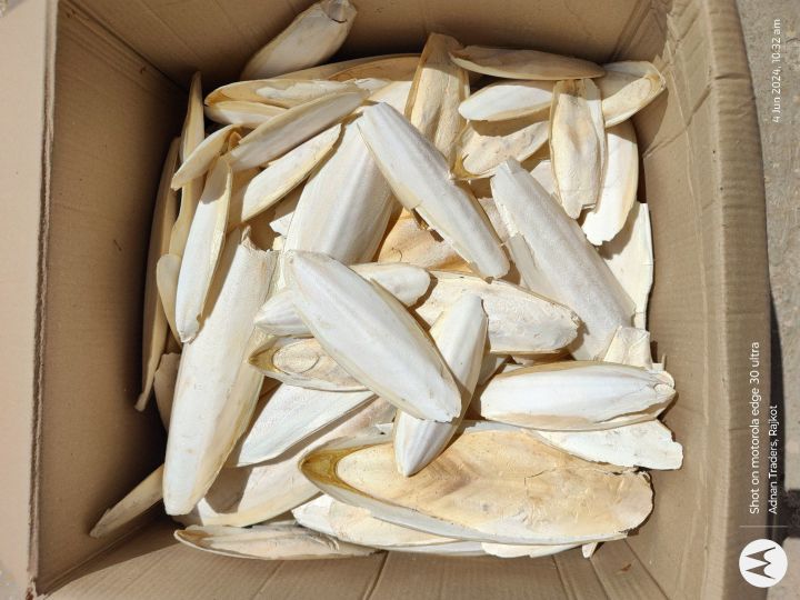 Natural%20Bird%20Cuttlefish%20Bone%20%7C%20High%20Calcium%20Food%20for%20Birds%20(100g)%20%7C%20%E0%A6%AA%E0%A6%BE%E0%A6%96%E0%A6%BF%E0%A6%B0%20%E0%A6%95%E0%A7%8D%E0%A6%AF%E0%A6%BE%E0%A6%B2%E0%A6%B8%E0%A6%BF%E0%A6%AF%E0%A6%BC%E0%A6%BE%E0%A6%AE%20%E0%A6%AB%E0%A7%81%E0%A6%A1%20%7C%20Lovebird,%20Budgie,%20Cockatiel%20Calcium%20Supplement%20-%20Image%207