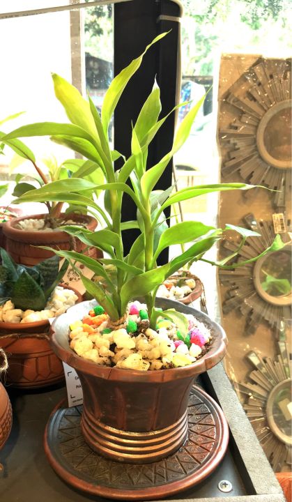 INDOOR PLANTS