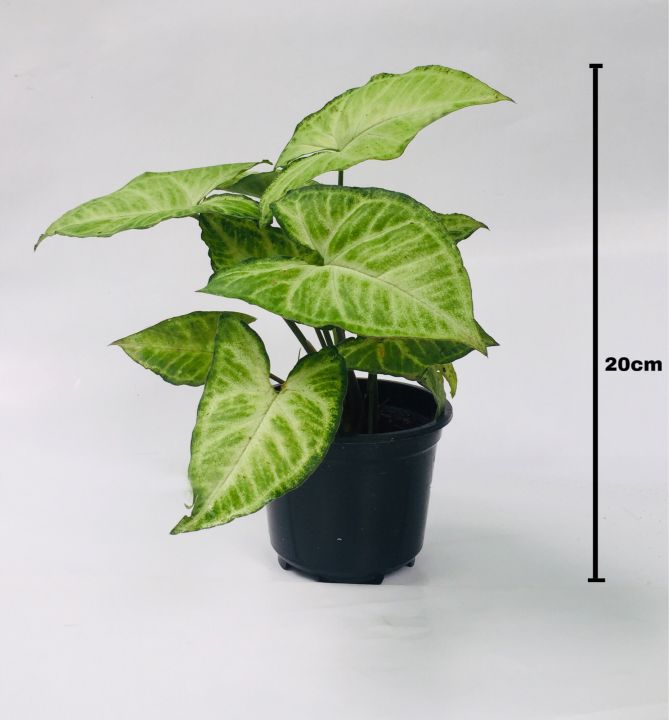 Indoor%20Home%20Decorating%20plants%20for%20your%20table%20top.%20-%20Image%202