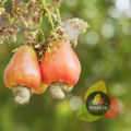 Premium Roasted & Salted Cashew Nuts (Kaju) 155g – Extra Crunchy & Fresh Salted Kaju Dry Fruit for Snacking & Cooking. 
